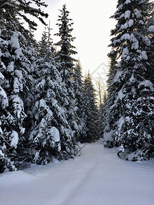 山林降雪图片