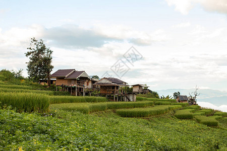 高山谷稻田和农地上美丽的旅游住宿景色单图片