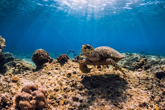 海龟在海洋中滑翔海龟在图片