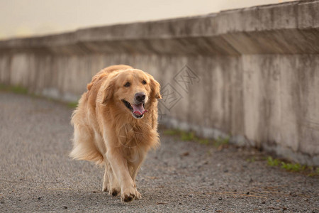 金毛犬快乐地奔跑图片