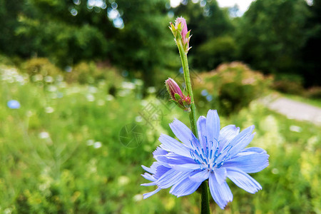 自然背景上的蓝色花野生菊苣花菊苣图片