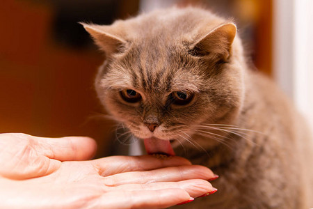 可爱的苏格兰直猫舔主人掌心的药膏图片