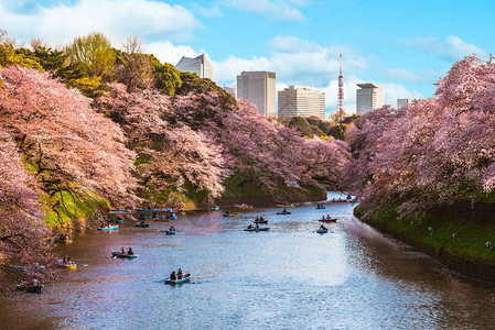 日本东京chidorigafuchi的樱花图片