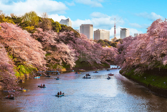 日本东京chidorigafuchi的樱花图片