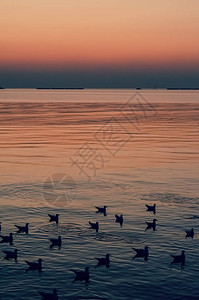 日落时刻海鸥在海面上游泳的剪影图片