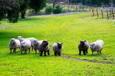 美利奴OldeEnglishBabydollSouthdown在绿草地上未剪毛的无角羊该品种是小骨架羊背景