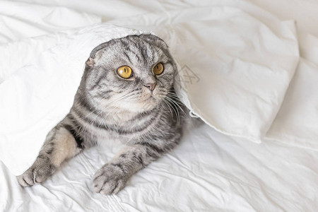 一只灰色的苏格兰折耳猫坐在床单上宠物舒适宠物护理将猫留在家里的概念光图像图片