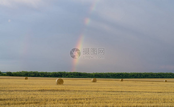 多彩美丽的彩虹分布在一个长满一大卷稻图片