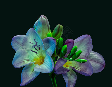 闪亮的蓝色紫罗兰白花自由野外图片