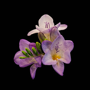 红色紫罗兰白花自由开花绿芽宏观黑色背景的图片