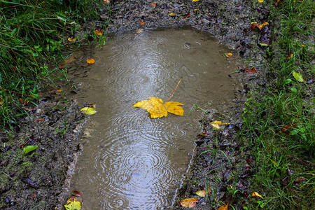 阴雨天气中的黄色枫叶掉进了水坑里图片