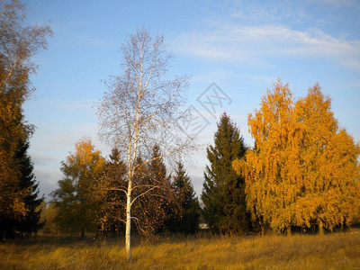 照片显示秋天的一棵孤独的桦树图片可以归因于专辑季节这张照片是在秋天拍摄的图片