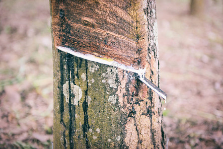 从Asiia橡胶树种植园种植农业中提取的橡胶乳液图片