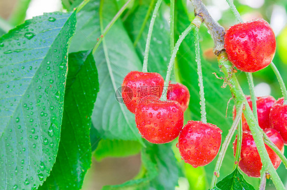 美国华盛顿亚基马谷果园树枝上挂着水滴的红樱桃果簇上的浅自由度丰硕的树图片