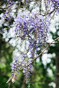 开花的攀缘植物紫藤紫色的花朵图片