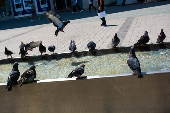 炎热的一天口渴的鸽子在喷泉喝水图片