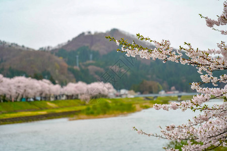 春天樱花季节晴天的桧木内河岸游客欣赏美丽盛开的粉红色樱花树朵日本秋田县图片