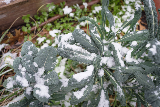 顶视图凸起的床与灌溉系统和大型恐龙羽衣甘蓝在雪中生长有机拉西纳托羽衣甘蓝或托斯卡纳意大利羽衣甘蓝深绿色多叶冷图片