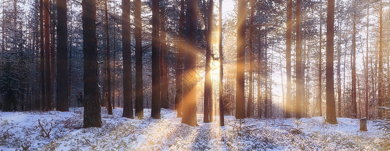 雪景中的太阳光线图片