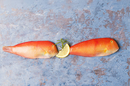 蓝色背景上美丽的热带红海鱼珍珠状剃刀鱼加兰鱼Xyrichtysnovacula图片
