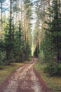 春天的森林路径野林带欧图片