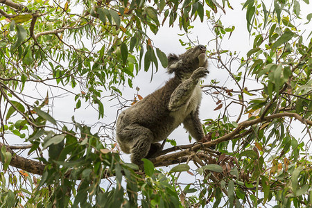 Koala熊伸手去寻找树图片