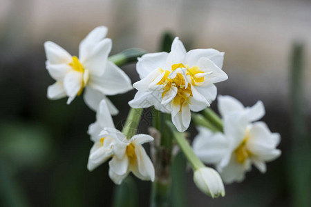 水仙花园里的水仙花图片