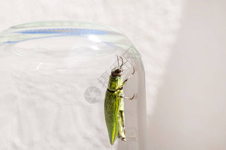 宝石甲虫BuprestidaeChrysodemaDa图片