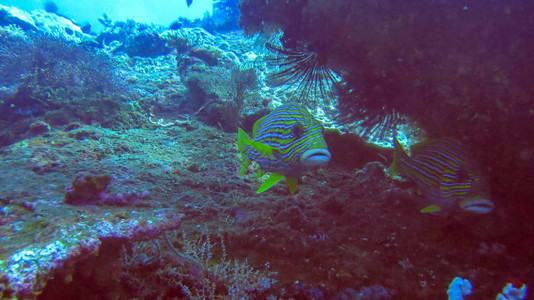水下珊瑚礁与五颜六色的鱼带状甜唇黄色鱼PlectorhinchusPolytaenia和深蓝色海洋中的珊瑚Sweetlipsye图片