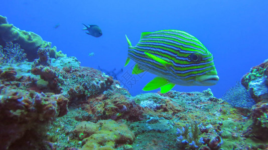 水下珊瑚礁与五颜六色的鱼带状甜唇深蓝色海洋中黄鱼PlectorhinchusPolytaenia和珊瑚的特写SweetlipsY图片