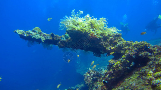 二战期间一艘长满海珊瑚的战舰残骸的一部分自由号在印度尼西亚巴厘岛海岸附近沉船图兰奔的潜水点图片