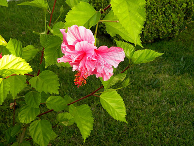 亮粉色芙蓉花特写图片