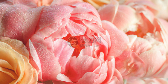 粉红色的鲜花和玫瑰图片