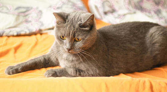 灰猫在橙色织物上狩猎猫脸特写图片