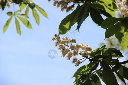 盛开的栗子白花在蓝天背景下绽放栗子图片