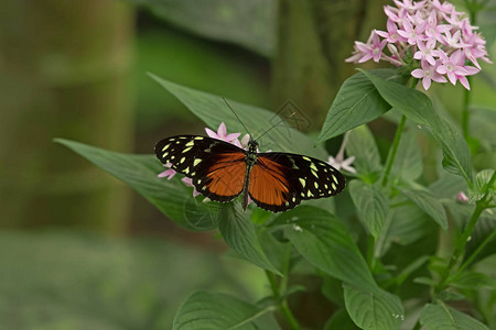 heliconiushecale蝴蝶图片