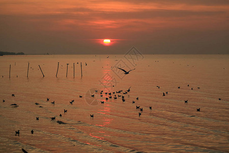泰国湾冷海上空日出有无数漂浮的海鸥和图片