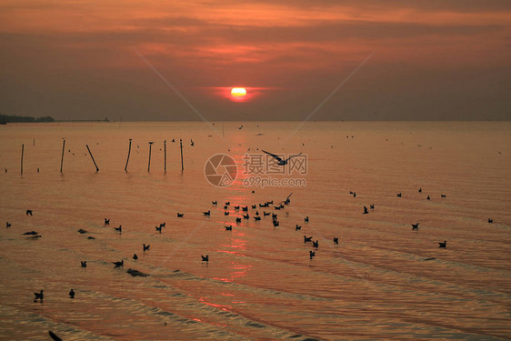 泰国湾冷海上空日出有无数漂浮的海鸥和图片