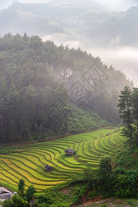 越南MuCangChai的雨尼季图片