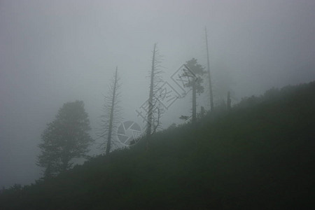 雾中森林的美丽景色图片