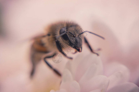 蜜蜂和秋秋蜜图片