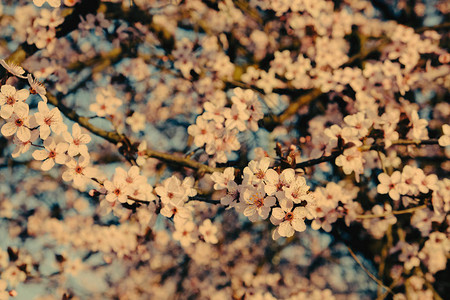 梅树枝上盛开着新鲜的粉红色花朵图片