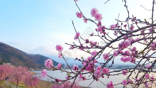 樱花在日本黑角的赤湖旁开花图片