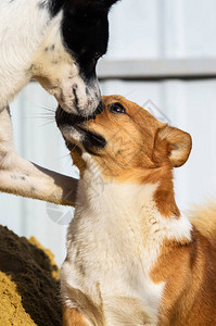 一组纯种时尚威尔士柯基犬彭布罗克犬的照片图片