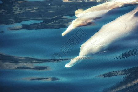 一群宽吻海豚在Khasab的阿曼峡湾中游泳图片