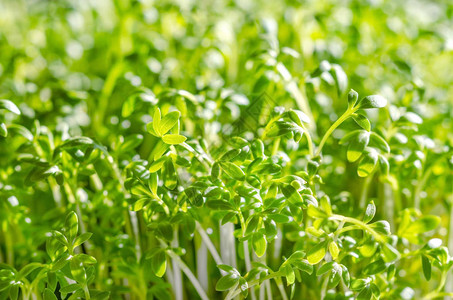 生长在阳光下的花园水芹芽水芹胡椒或胡椒草的正面图Lepidiumsativum图片
