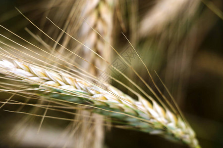 大麦成熟的夏季田,农业农耕收割图片