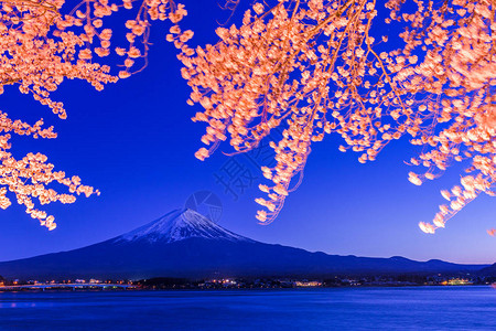 日本樱桃日本藤山川口湖的川口背景