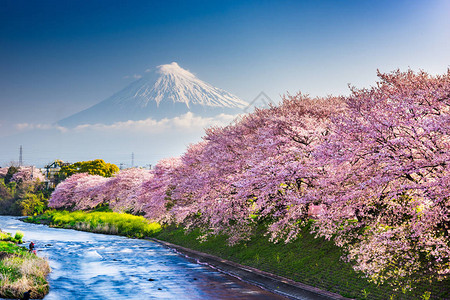 富士山日本春天风景和樱花盛开的河流图片