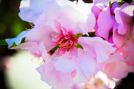 许多露出温柔的春花放在花园的树枝上摆放着图片